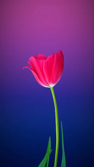 Tulip Wallpaper Screenshot 0