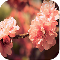 Lovely Nature Live Wallpapers