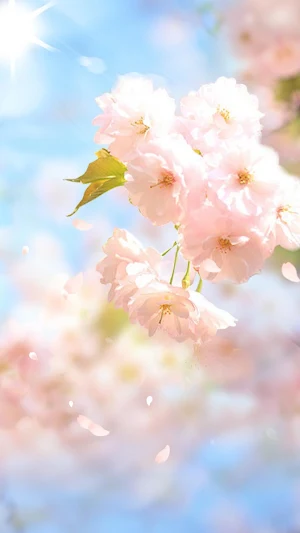 Sakura Flower Live Wallpaper Screenshot 1
