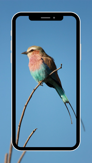 Bird Wallpaper Screenshot 3