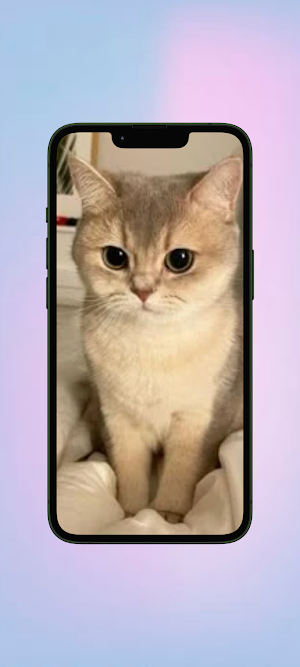 Kucing WalL Screenshot 1