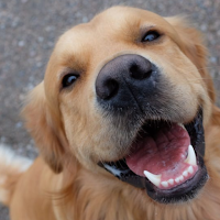 PetsAge