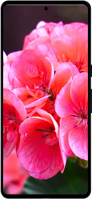 Geranium Flower Wallpapers Screenshot 1