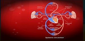 Circulatory and Lymphatic Systems Screenshot 3