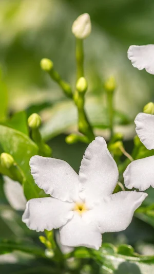 Jasmine Wallpaper Screenshot 2