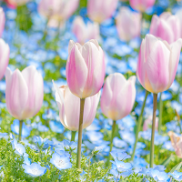 Tulips ＆ Nemophila Theme +HOME