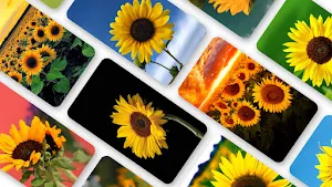 Sunflower Wallpaper 2023 Screenshot 0