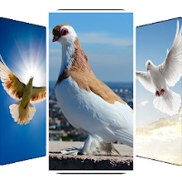 Pigeon Wallpaper