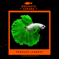 Budidaya Ikan Cupang Hias Leng