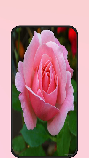 rose pic Screenshot 2