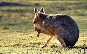 Animal Images App Screenshot 1