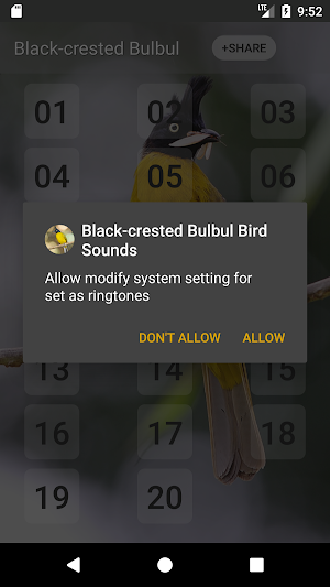 Black-crested bulbul bird sounds Screenshot 2