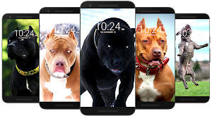 Pitbull Wallpaper HD Screenshot 0