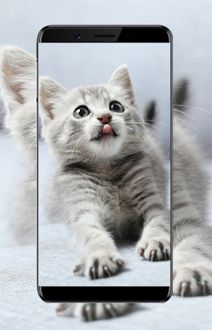 Cute Cat Wallpapers Screenshot 3