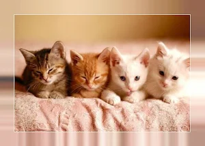 Cute kittens Images Screenshot 2