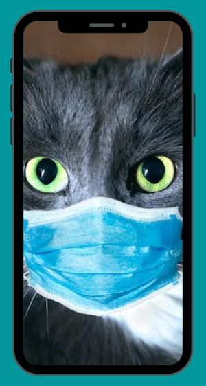 Cat Wallpaper HD Screenshot 0