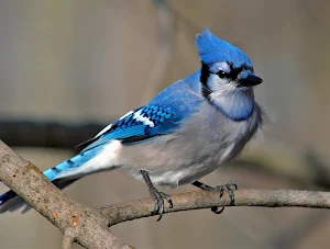 Blue Jay Bird Wallpaper HD Screenshot 2