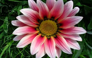 Gazania Wallpapers Screenshot 3