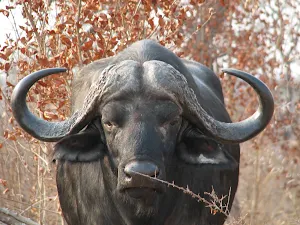 Buffalo Wallpapers Screenshot 1