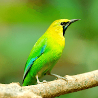 Leafbird Sounds
