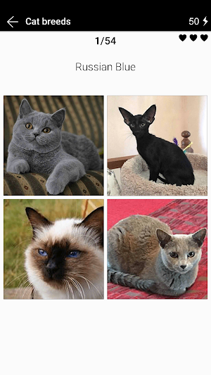 Cat breeds - Photo Quiz Screenshot 3