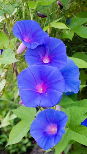 Morning Glory Wallpaper Screenshot 2