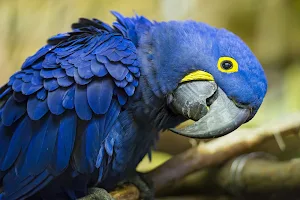 Hyacinth Macaw Wallpaper HD Screenshot 0