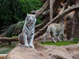 White tiger wallpapers Screenshot 2