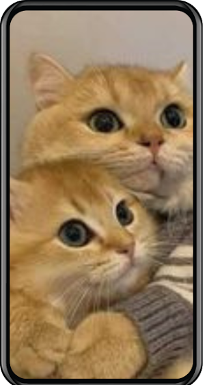 Cat Wallpapers Screenshot 3