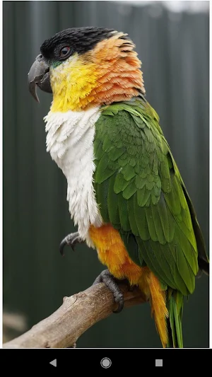Colorful Parrot Backgrounds Screenshot 3