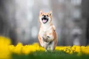 Shiba Inu Dog Wallpaper HD Screenshot 2