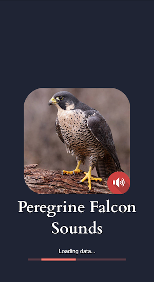 Peregrine Falcon Sounds Screenshot 0