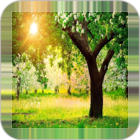 Tree Backgrounds