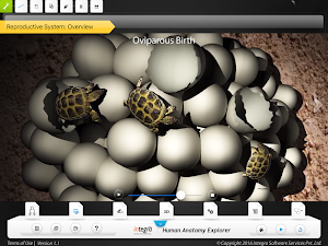 HumanAnatomy-Reproductive Screenshot 1