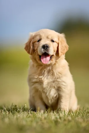 Golden Retriever Wallpapers Screenshot 0