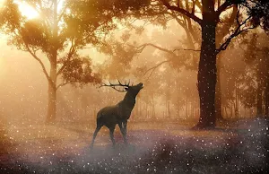 Forest wallpapers Screenshot 1