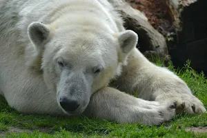 Polar bear wallpapers Screenshot 0