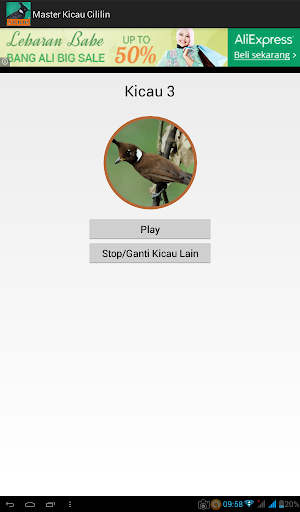 Master Kicau Cililin Screenshot 1
