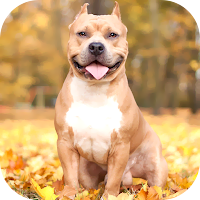 Pitbull Wallpaper 2024