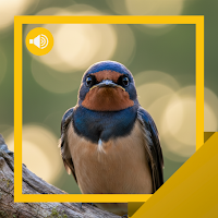 Swallow Sounds & Stories