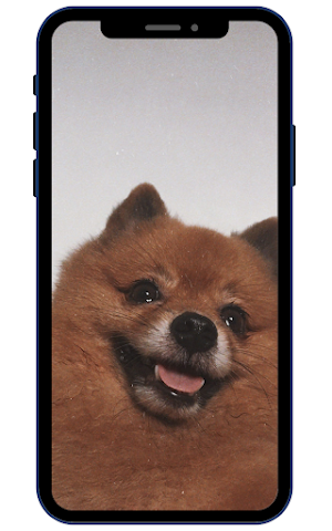 Pomeranian Wallpapers Screenshot 3