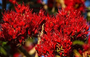 Red wallpapers Screenshot 1