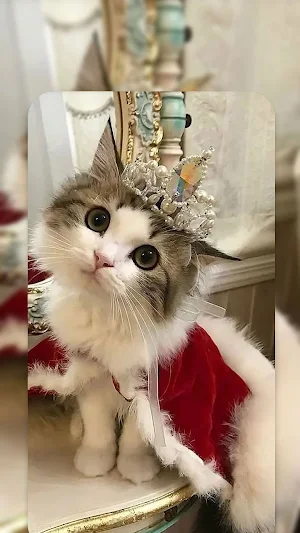Cute Cat Live Wallpapers HD Screenshot 2
