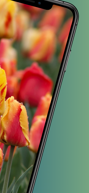 Flowers wallpaper 4k cute Screenshot 1