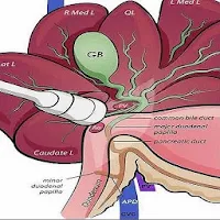 Ultrasound Of Gallbladder