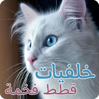 خلفيات قطط فخمة