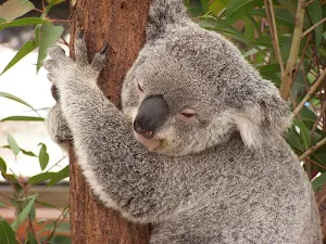 Koala bear wallpapers Screenshot 2