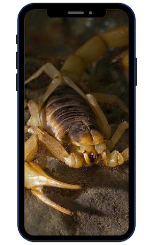 Scorpion Wallpapers Screenshot 2