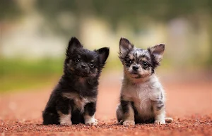 Chihuahua Dog Wallpapers Screenshot 3