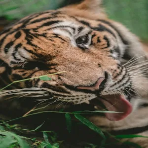 Chewing Sounds Screenshot 0
